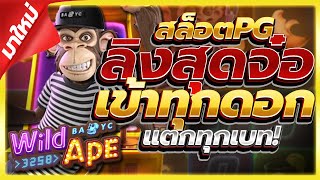สล็อตPG : Wild Ape ลิงสุดไวลด์PG เข้าทุกดอกสุดจริงๆ!! เว็บสล็อตเว็บตรง สล็อตเว็บตรง By เฮียก้าพาแหก