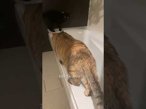 お風呂大好きねこ　#猫 #ネコズ #猫のいる暮らし #cat