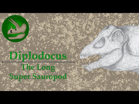 Diplodocus | The Long Super Sauropod