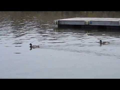 Ducks and Meeting Danny at High Rock Lake