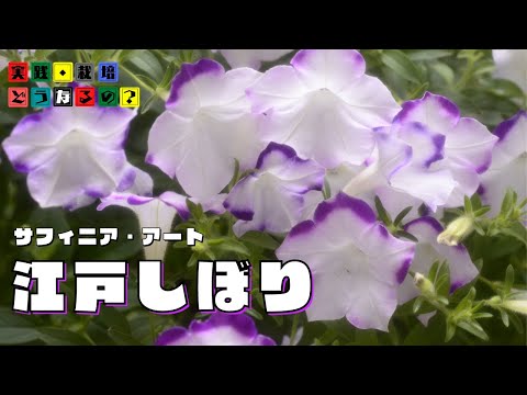 実践・栽培・どうなるの？【春植え】167日間の成長記録【サフィニアアート江戸しぼり】植え方・育て方・育ち方【園芸】