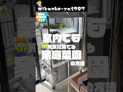 【室内栽培テク】室内で家庭菜園をする時の注意点！お部屋で簡単水耕栽培！