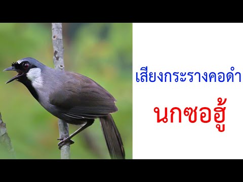 นกกระรางคอดำ นกซอฮู้ นกกะรางคอดำ (นกซอฮู้)/Black-throated Laughingthrush (Garrulax chinensis) 2021