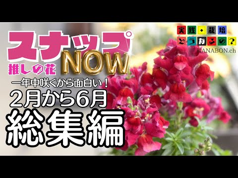 実践・栽培・どうなるの？【推しの花】一年中咲くから面白い！スナップNOW総集編【金魚草】植え方・育て方・育ち方【花苗・園芸】