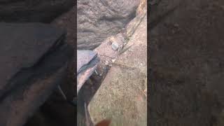 #goldprospecting #goldmining #goldpanning #findinggold #goldrush #goldhunting  #goldshorts #gold