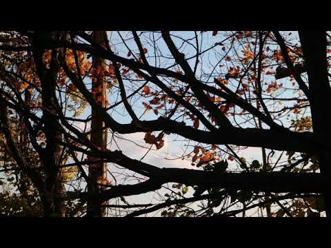 Fall in Canada