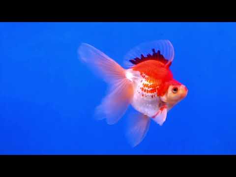 ホームページ作成用