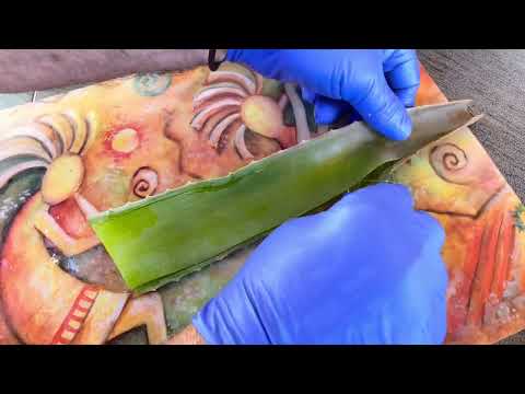 ALOE VERA - HOW TO QUICKLY & EASILY HAVEST AND EXTRACT ALOE VERA FROM THE PLANTS LEAF.