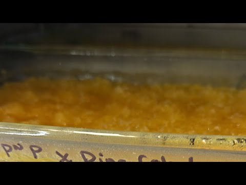 🔴 BHO - Dabs out of the ovens! live!