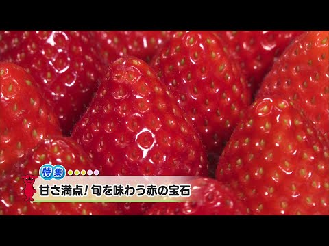 ウィークリー千葉県「甘さ満点！旬を味わう赤の宝石」R7/2/8