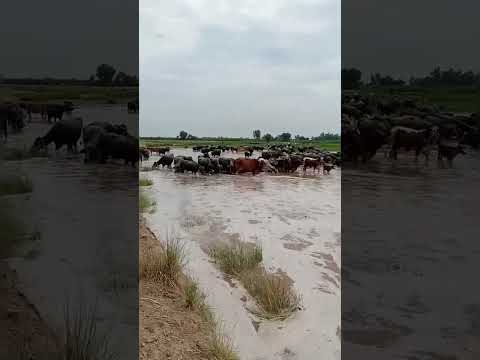 "River Overflow Causes Heavy Flooding in Village ".#yt #punjab  #villagerlifestyle #villageflood