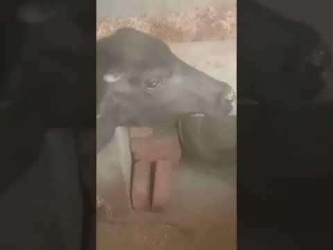 #ytshort #animallover #cute #cutebuffalo #viral #animal #little #trending #cutecow #haryana