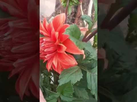 My Winter Home Garden