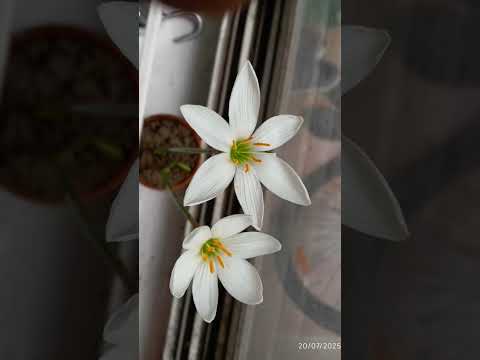 ma garden lo paregena first time flower plant
