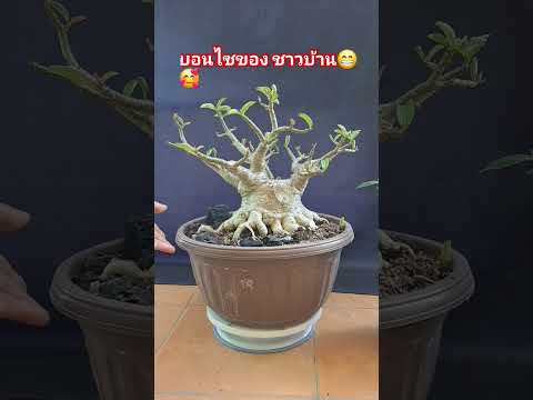 #bonsai #เสียงพิณอีสาน