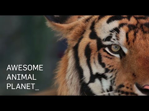 Awesome Animal Planet | Camp Locations include ZSL LONDON ZOO