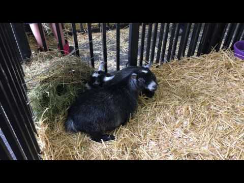 Enjoy some Pygmy Goats