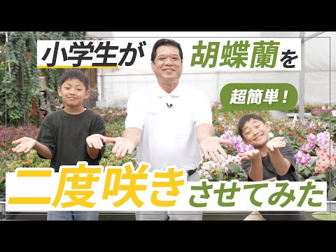 小学生でも◯◯だけで!?胡蝶蘭を二度咲きさせてみた【胡蝶蘭】【育て方】