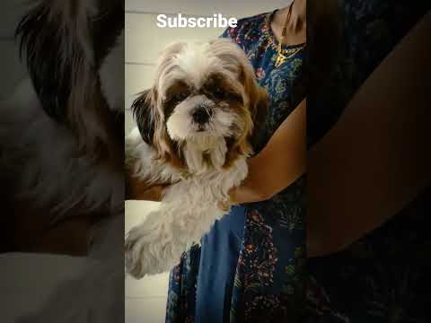 sooo cute dog 🐕 lover's subscribe