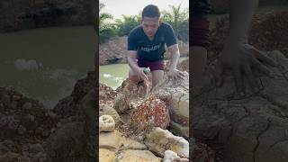 The discovery of gold embedded in rocks #goldmining  #discovery  #goldnugget