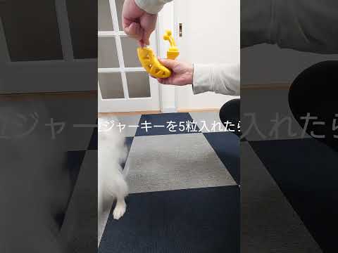 バナナの中身に夢中な犬達 #犬のおもちゃ #パピヨン #知育玩具