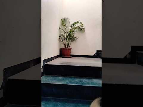 कामवाली के मसले #Househelp #shorts #issue #maid #ghar #merikahani #baatcheet #home #cleaning #plants