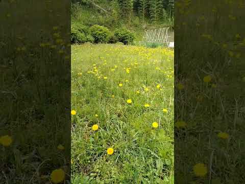 18 พฤษภาคม ค.ศ. 2025