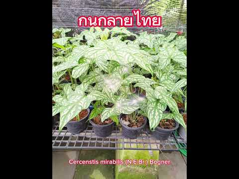 ต้นกนกลายไทยนฤมิต Cercenstis mirabilis