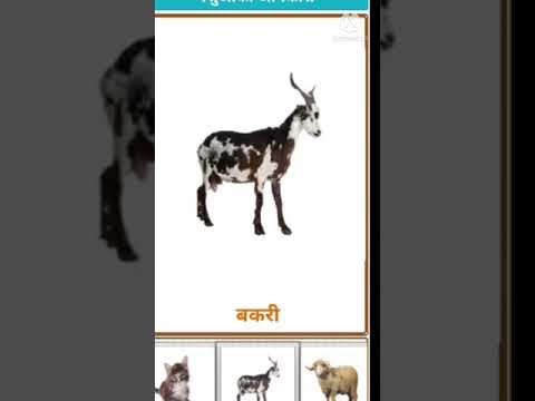 #Childlearnkids
कुछ जानवर के नाम हिंदी में या उनकी तस्वीरें Some Play and some learn
#short