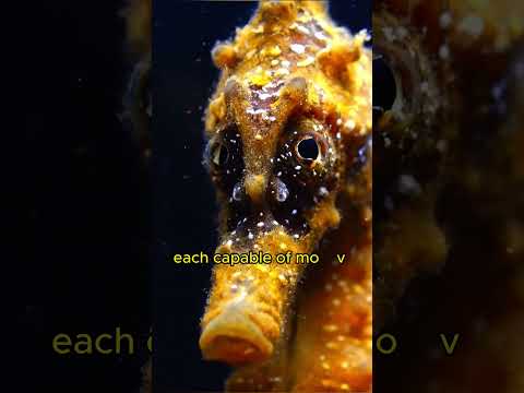 Strange Facts About Seahorse | Amazing animals | Strange facts you never knew P.56 #shorts