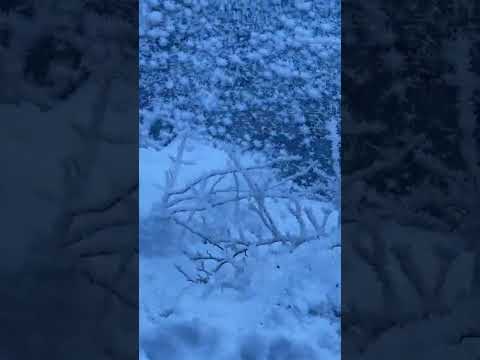 #nature #snowday #germany
