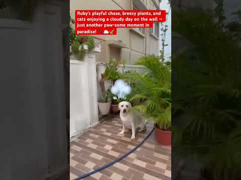 Ruby's Wall Patrol Mission🐕🌿.#viralvideo  #labrador #petlover  #ytshorts #petshub #pets #cat  #cute