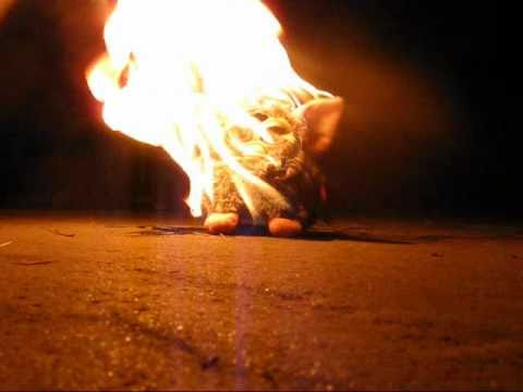 Furby's Final Words