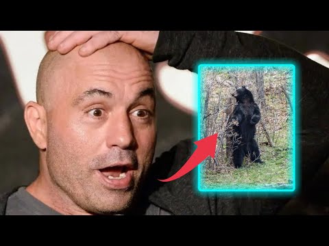 Joe Rogan: Bigfoot might be a Bear? 🐻🐻🐻
