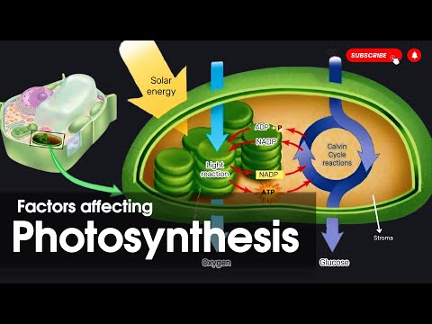 Factors affecting photosynthesis || Types of photosynthesis|| Bioenergetics