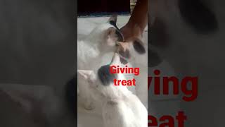 TREAT YOUR CAT AFTER PLAYING #shorts #viral #trending #shortvideo #ytshorts #ytindia #yt #cute #cat