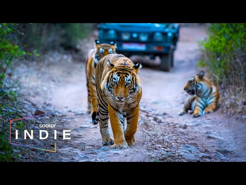 Short Film: A Doctor’s Fight for Human Coexistence with India’s Wildlife