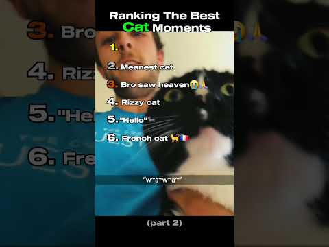 Ranking The Best Cat Moments😹😂