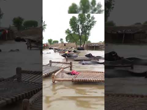 Buffaloes are Helpless in a Massive Flood 🌊#poorpeople #buffaloes #tearsofsoil #massiveflood #uk