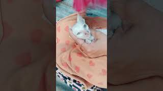 Too Tiny to Understand 🥹 #TinyCat #RescueKitten #CutePetVideo #CatsOfTheDay #AnimalFans #LoveCats
