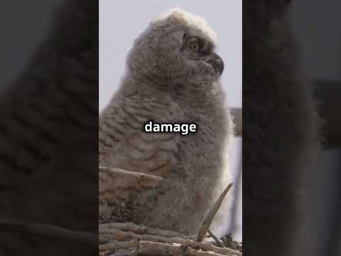 "5 Unknown Facts About Owls"