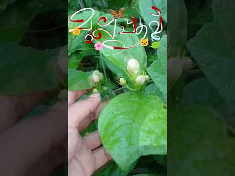 #vishukani 🌸#mullamottu #vishuspecial #pookkalamvaravaayi #mornigvibes #shortsvideo