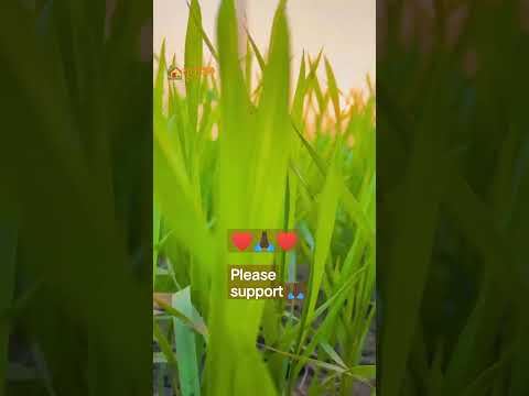 गेहूं के खेतो में किसान की ज़िन्दगी 🏡🇮🇳♥️#शोर्ट्स #trending #shorts #viral