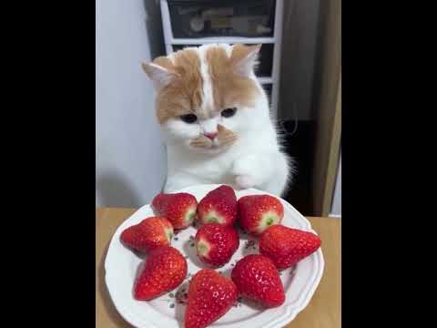 Caught stealing strawberries… and taking forever to choose! #cat #cute #fluffy