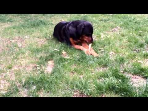 Rottweiler rex chewing up another stick