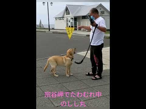 【ラブラドール】しし丸との北海道旅行。小樽運河と宗谷岬