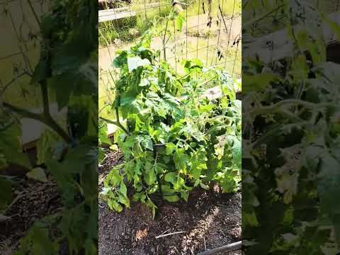 Our Garden is POPPIN!!😱#gardening #plants
