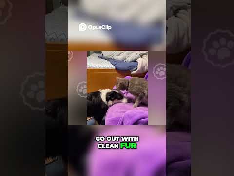 The Adorable Playtime of Loving Pets: Clean and Play