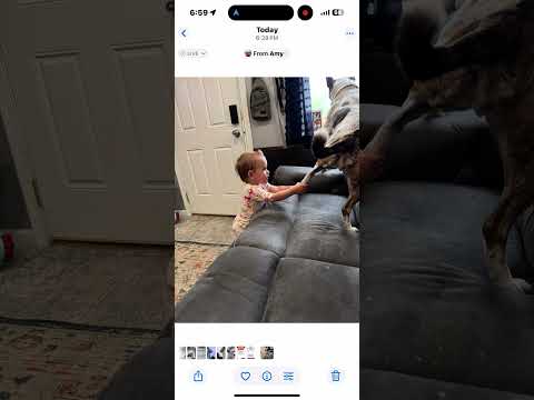 Dog tries to shake off baby.