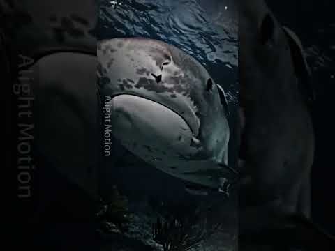 #tiger#shark#vs#nile#crocodile